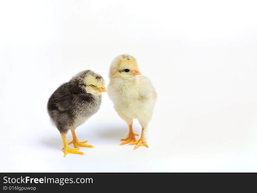 Close up of two newborn chickens on white background