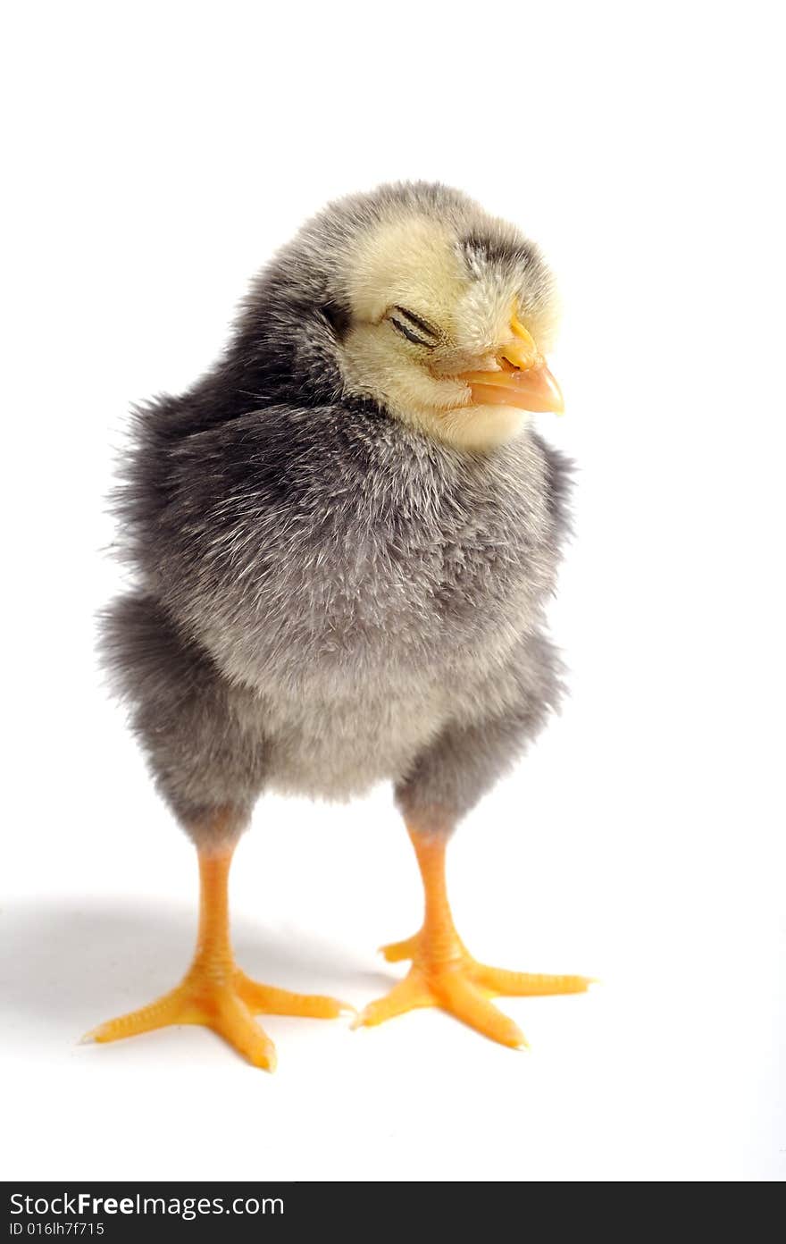 Chick