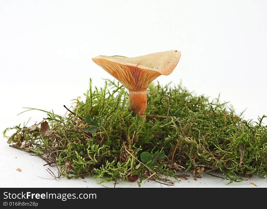 Mushroom in moss