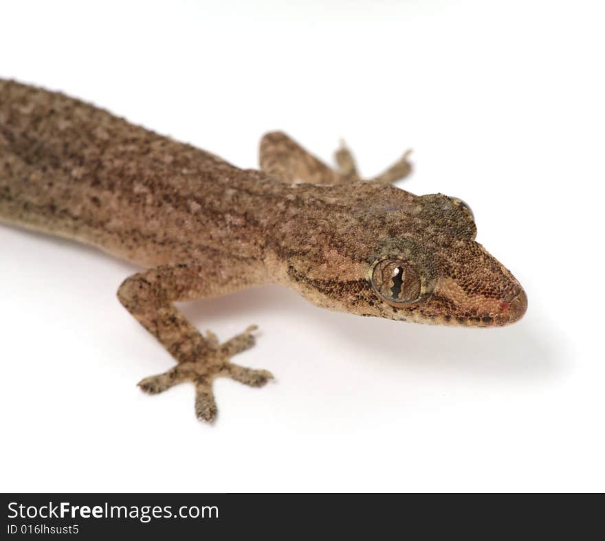 Gecko on white  1