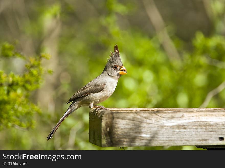 Pyrrhuloxia perched on a feeder