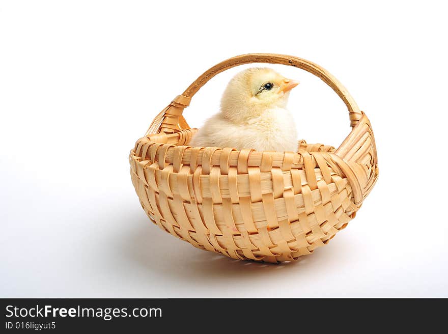 Golden chick standing in a basket, close up. Golden chick standing in a basket, close up