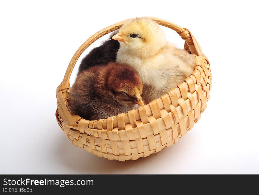 Three chicks standing in a basket, close up. Three chicks standing in a basket, close up