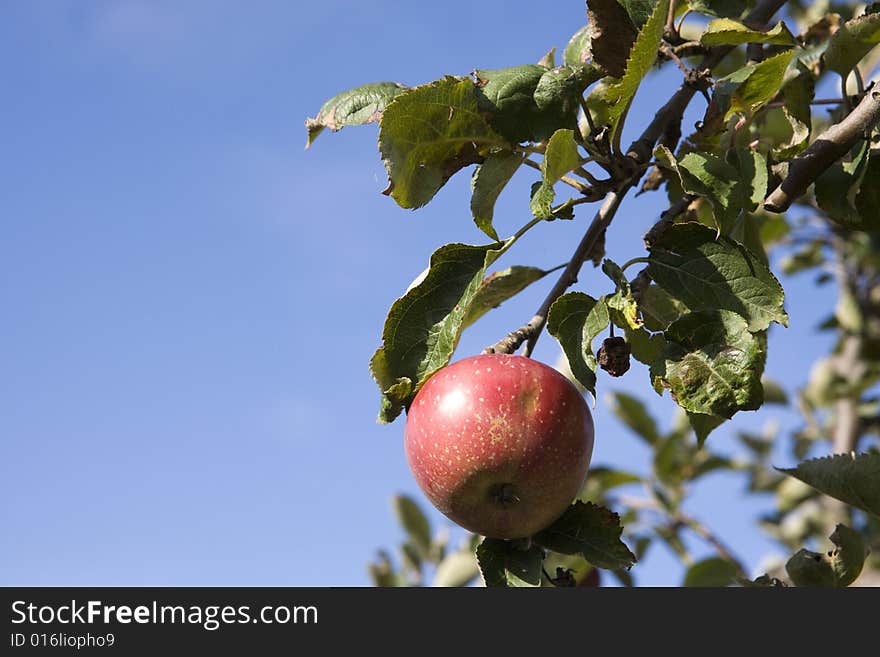 Close-up of a apple on a branch