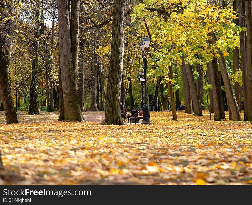 A sunny day in autumn park, a carpet from the fallen down foliage. A sunny day in autumn park, a carpet from the fallen down foliage