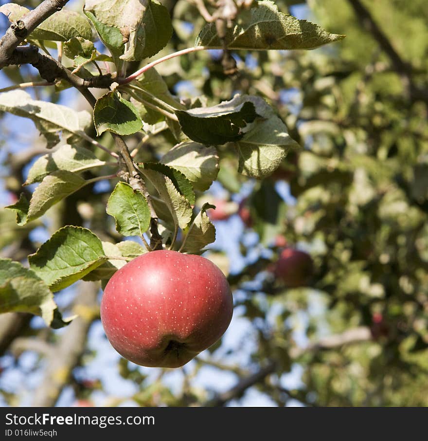 Close-up of a apple on a branch