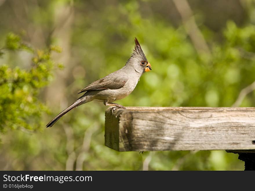 A Pyrrhuloxia feeding on seeds