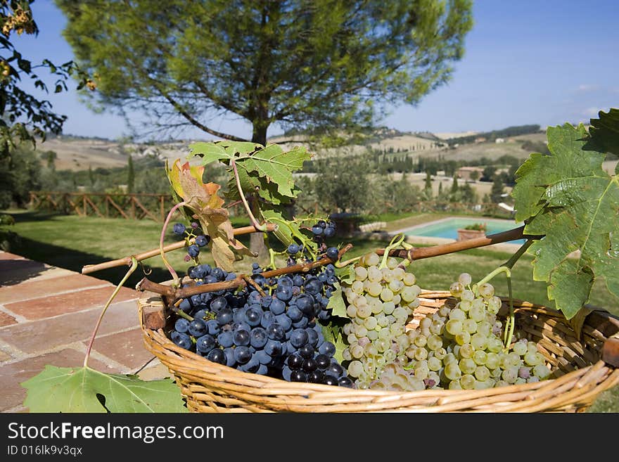 Basket of grapes