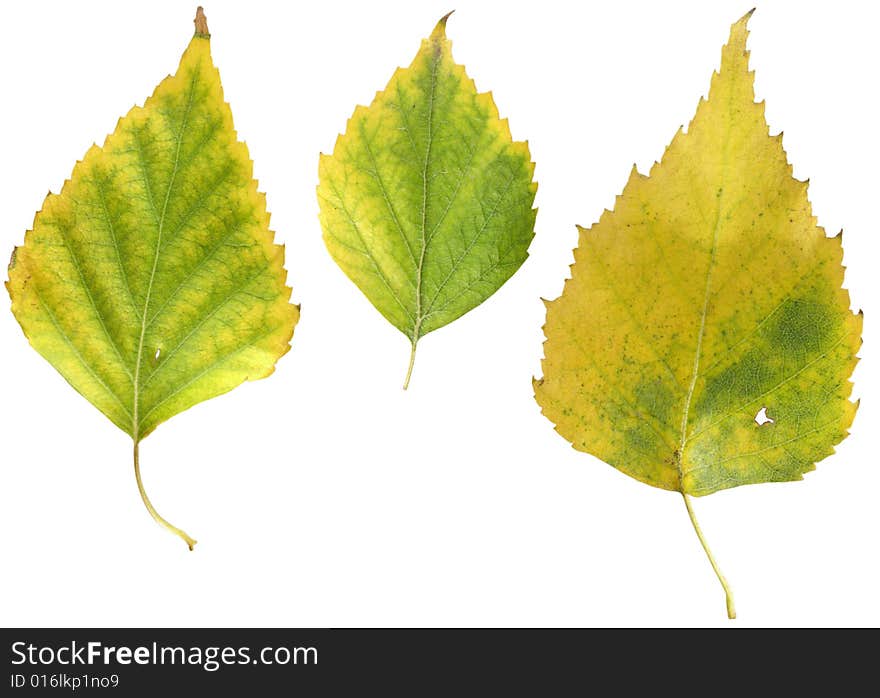 Autumn leaves of a birch on a white background. Images contain clipping puths. Autumn leaves of a birch on a white background. Images contain clipping puths.