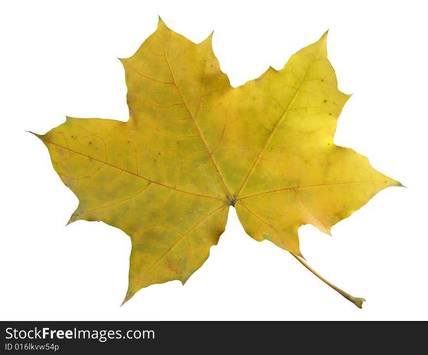 Autumn leave of a maple on a white background. Image contain clipping puth. Autumn leave of a maple on a white background. Image contain clipping puth.