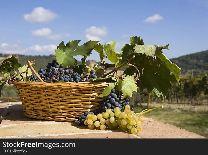 Baskets of grapes,Tuscan landscape on the background. Baskets of grapes,Tuscan landscape on the background