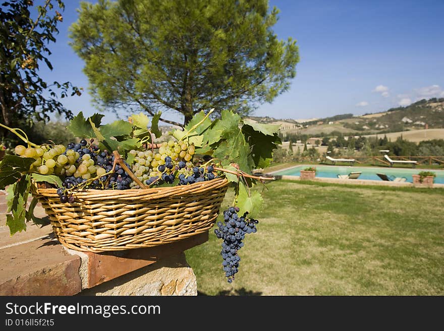 Baskets of grapes,Tuscan landscape on the background. Baskets of grapes,Tuscan landscape on the background