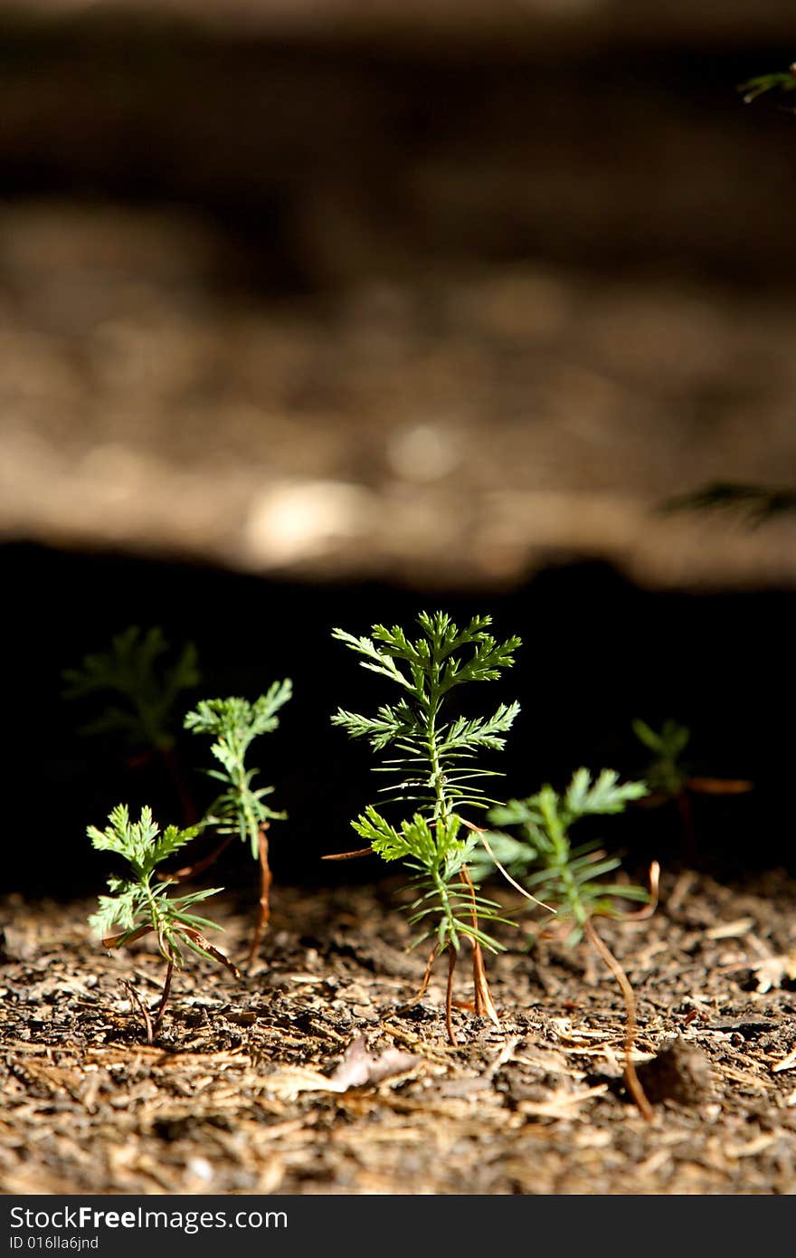 Rows of sprouts in a field