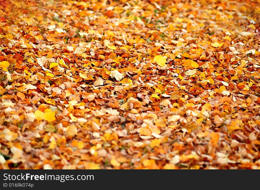 The autumnal coloured folia in the way in the forest. The autumnal coloured folia in the way in the forest.