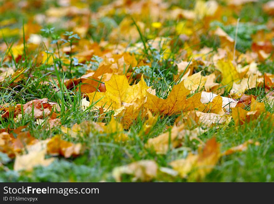 Autumn Yellow Leaves On Green Herb