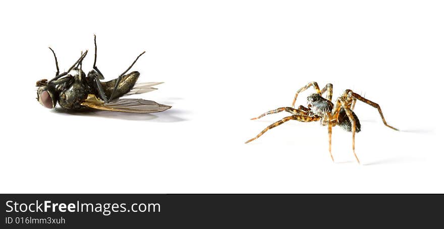 Spider hunts on home-fly on white background. Spider hunts on home-fly on white background