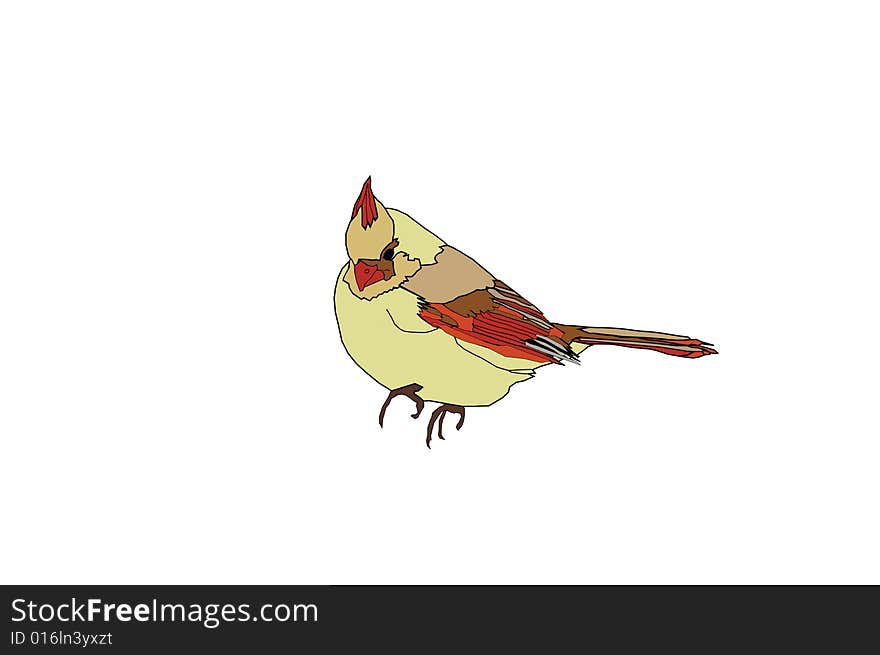 Female Cardinal Illustration