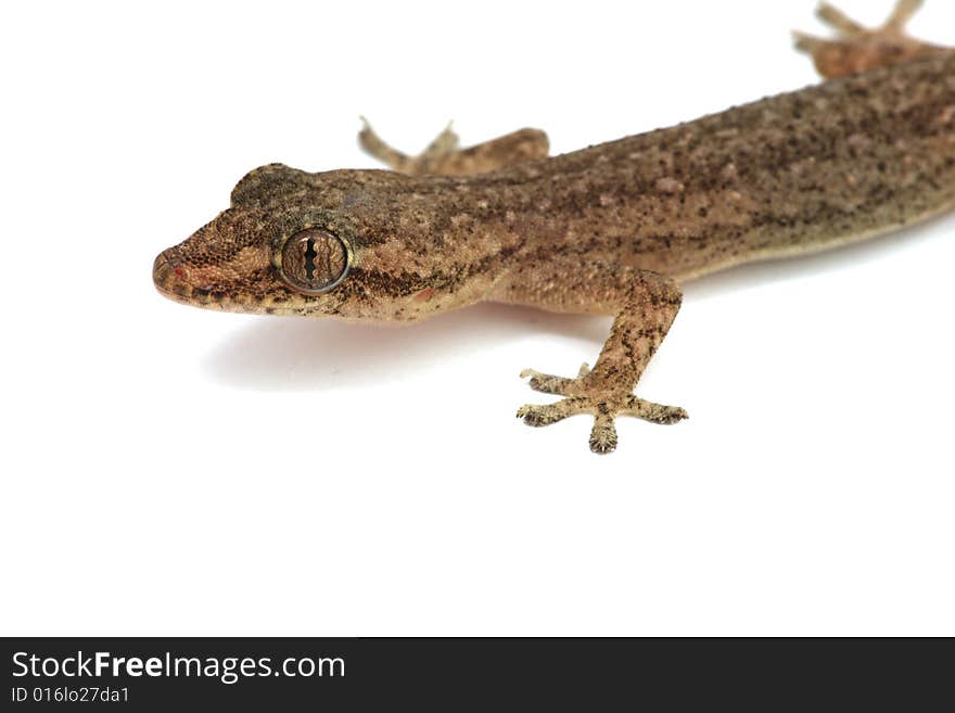 Gecko on white  5