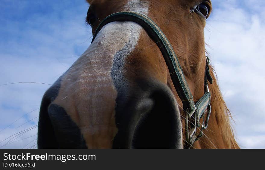 Portrait of a Brown Horse