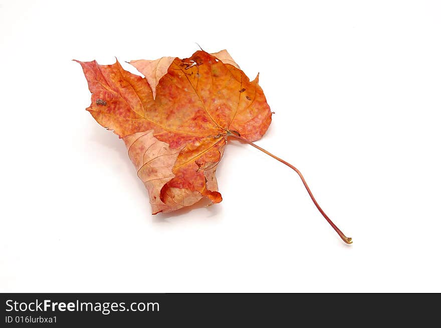 Dry maple leaf isolated on. Dry maple leaf isolated on