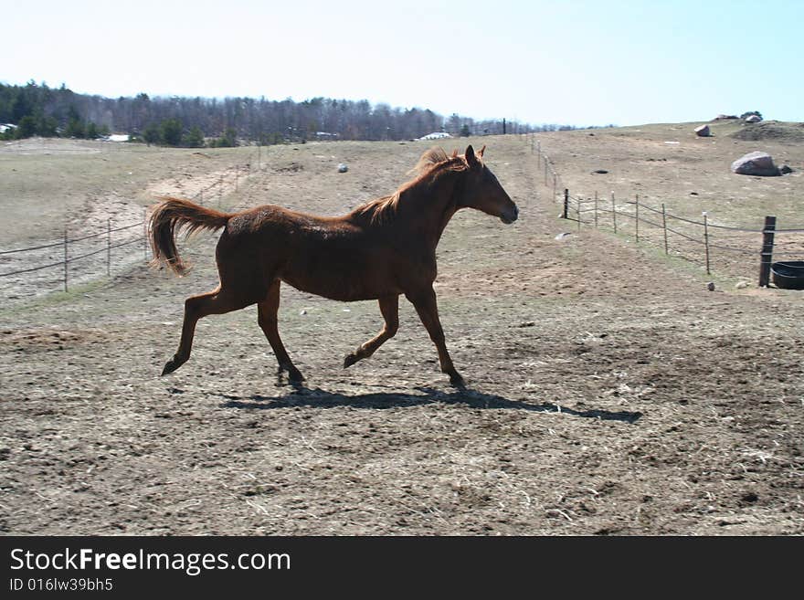 Mare trotting in the early spring - where nothing has really turned green yet. Mare trotting in the early spring - where nothing has really turned green yet.