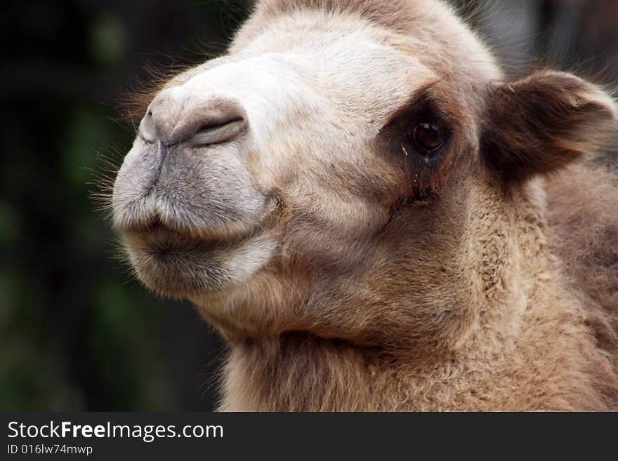 Photo of a camel's head