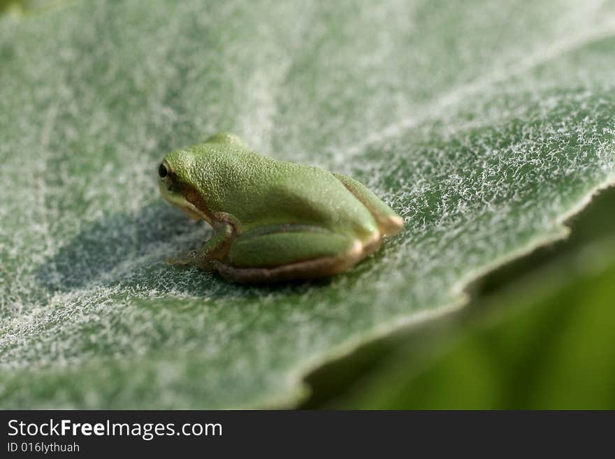 Bumps Of A Frog