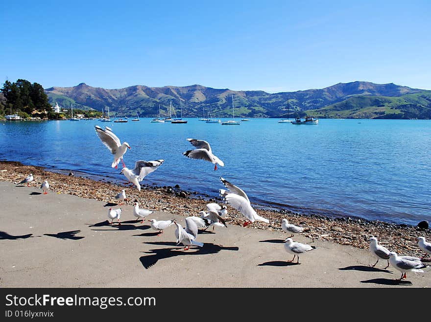 Flight of Seagulls at Akaroa, new zealand