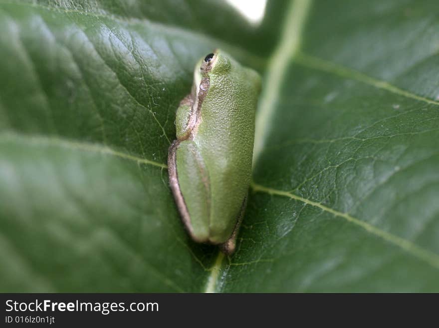 Bumps Of A Frog