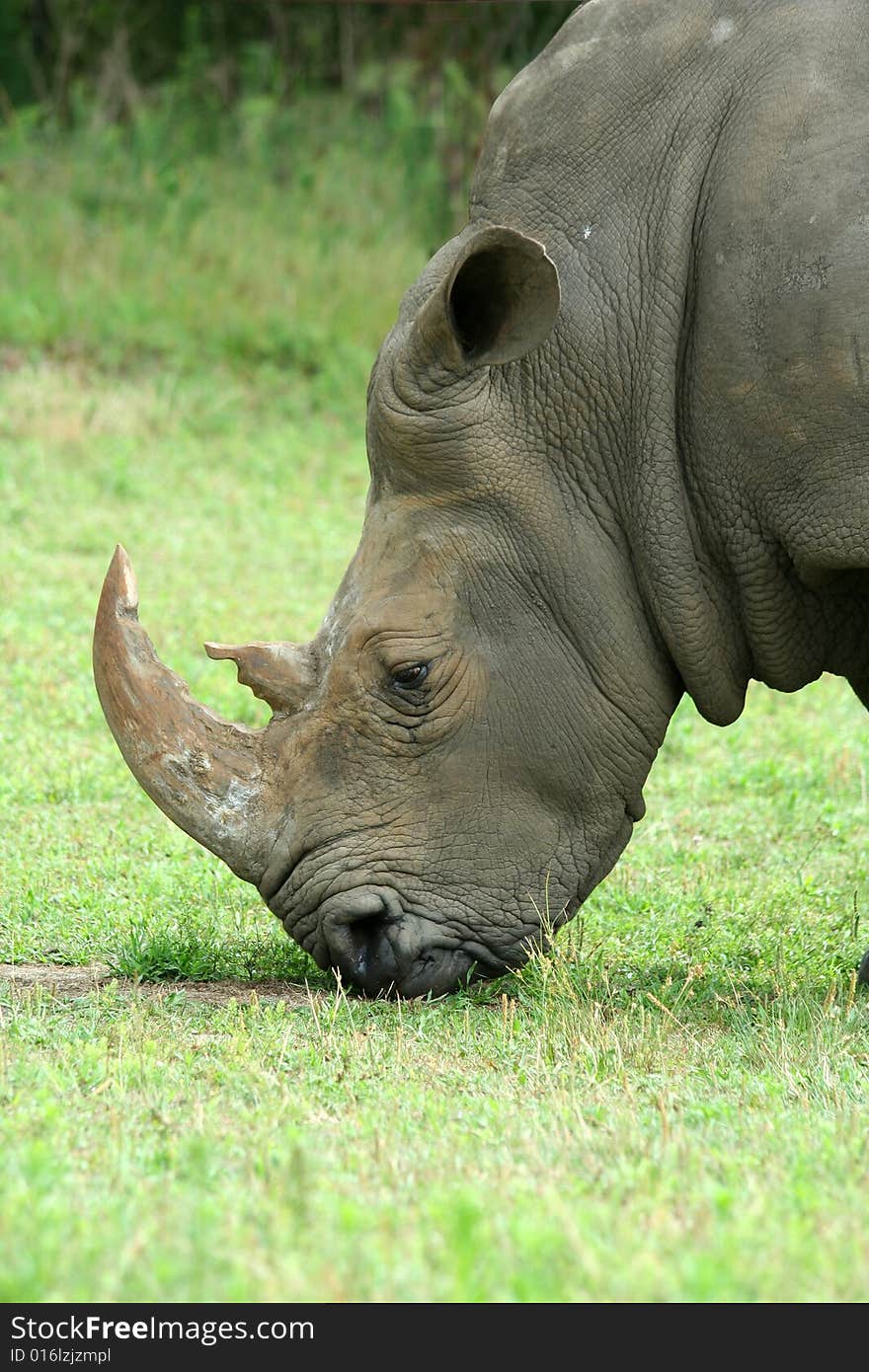 White Rhinoceros eating on the savannah