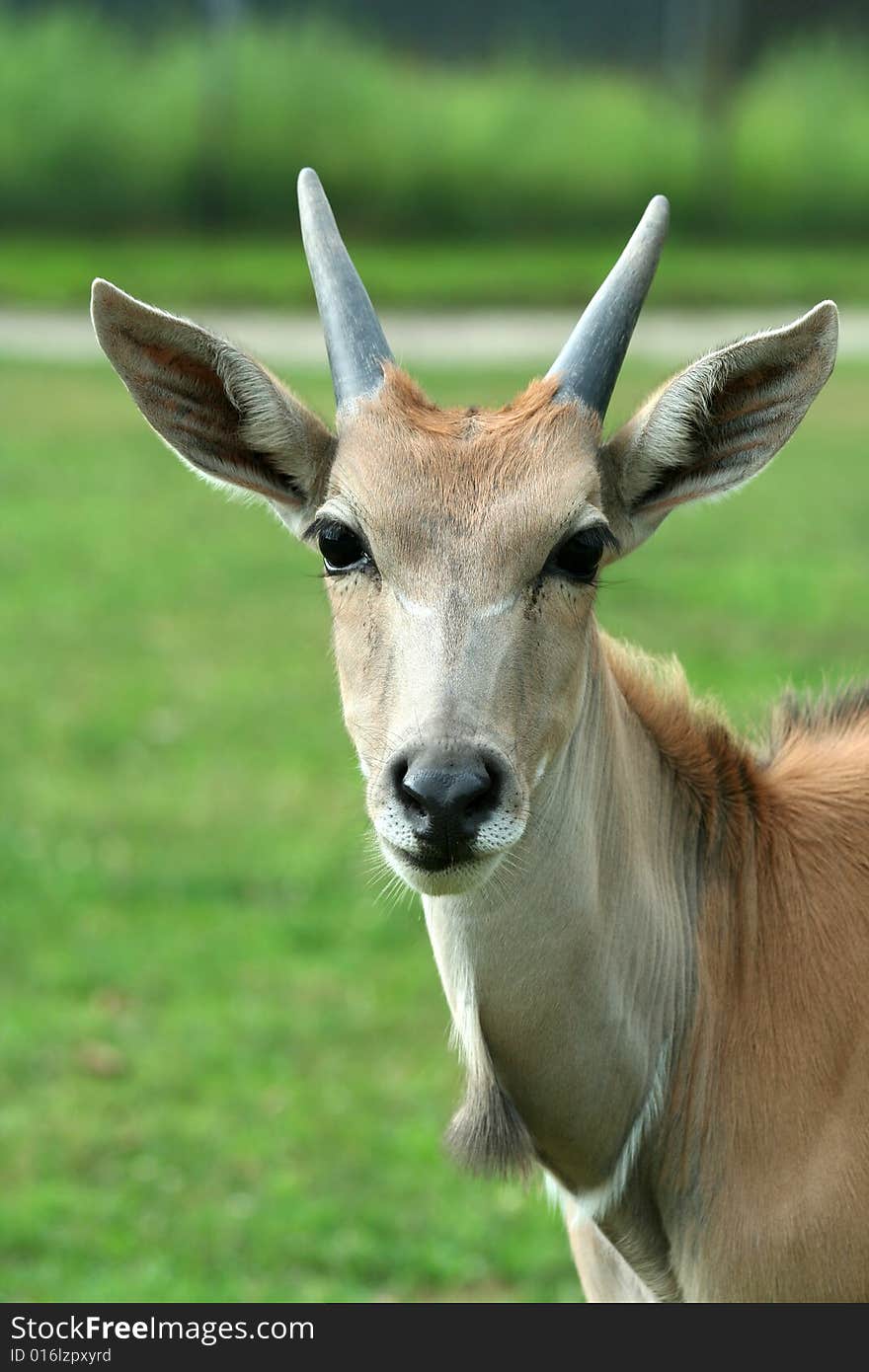 Close up of a curious Eland