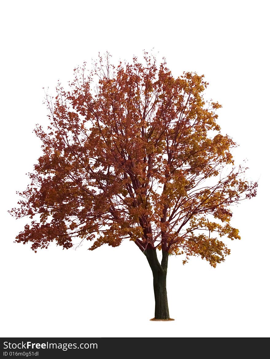 Maple Tree on White