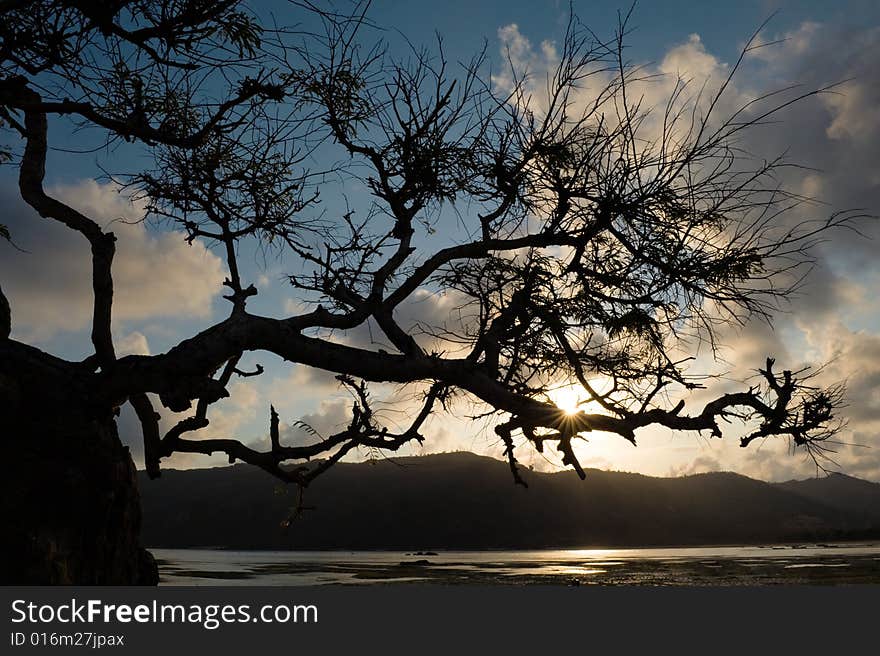 Tree struggling to survive at beach in silhouette