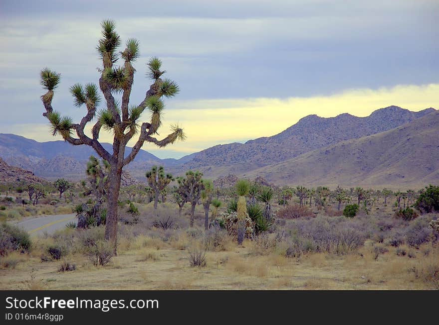 A desert view from Joshua Tree National Park with several Joshua trees.