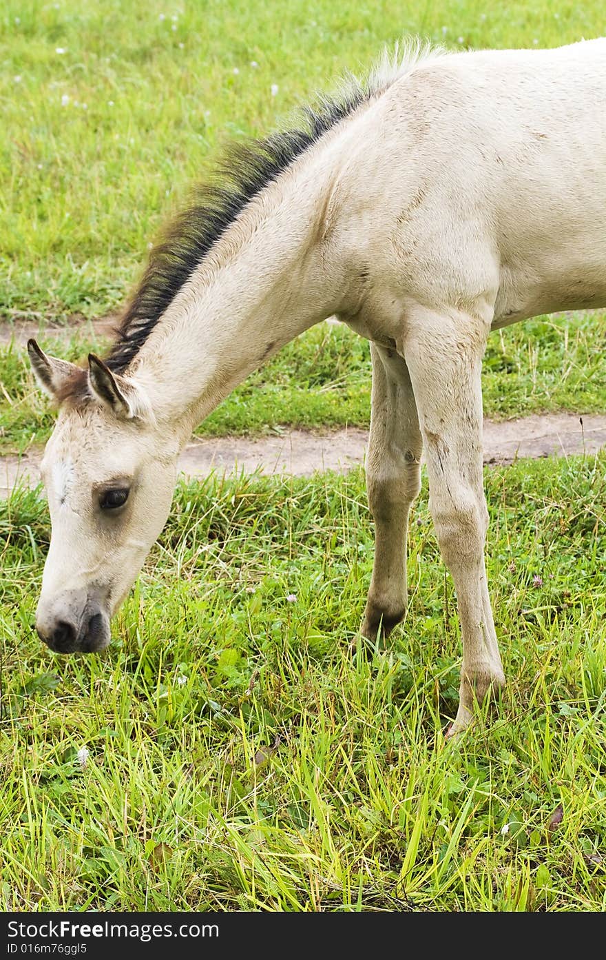 White Horse Against Green Grass