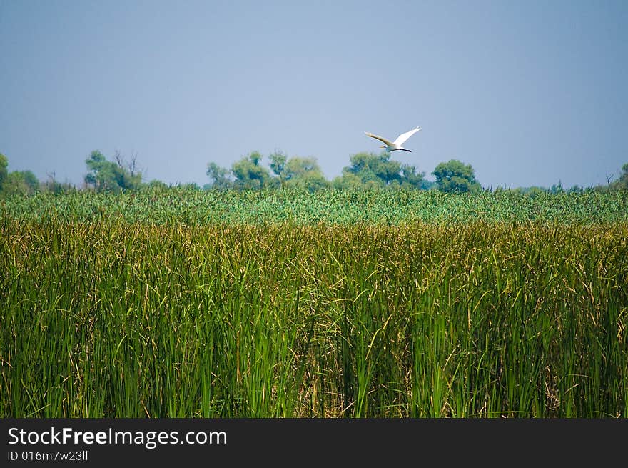 Danube Delta