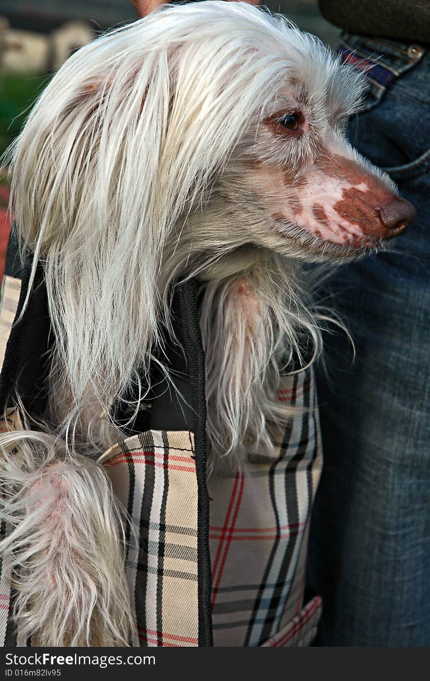 Chinese crested dog in bag