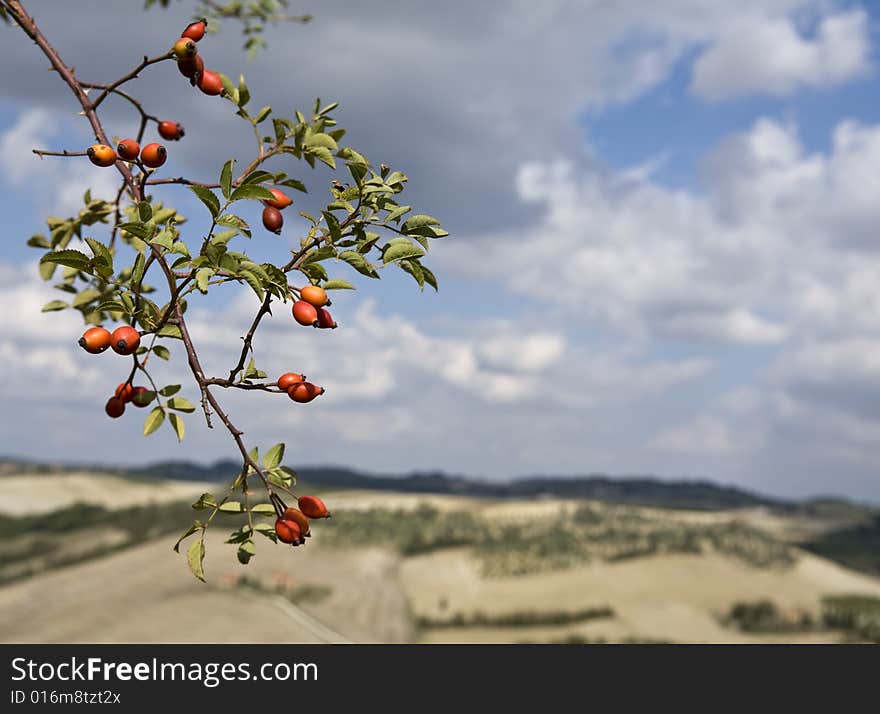 Tuscan landscape