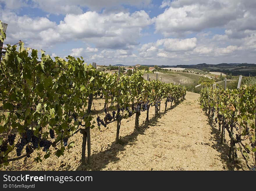 Beautiful vineyard in Tuscan Countryside, Italy. Beautiful vineyard in Tuscan Countryside, Italy