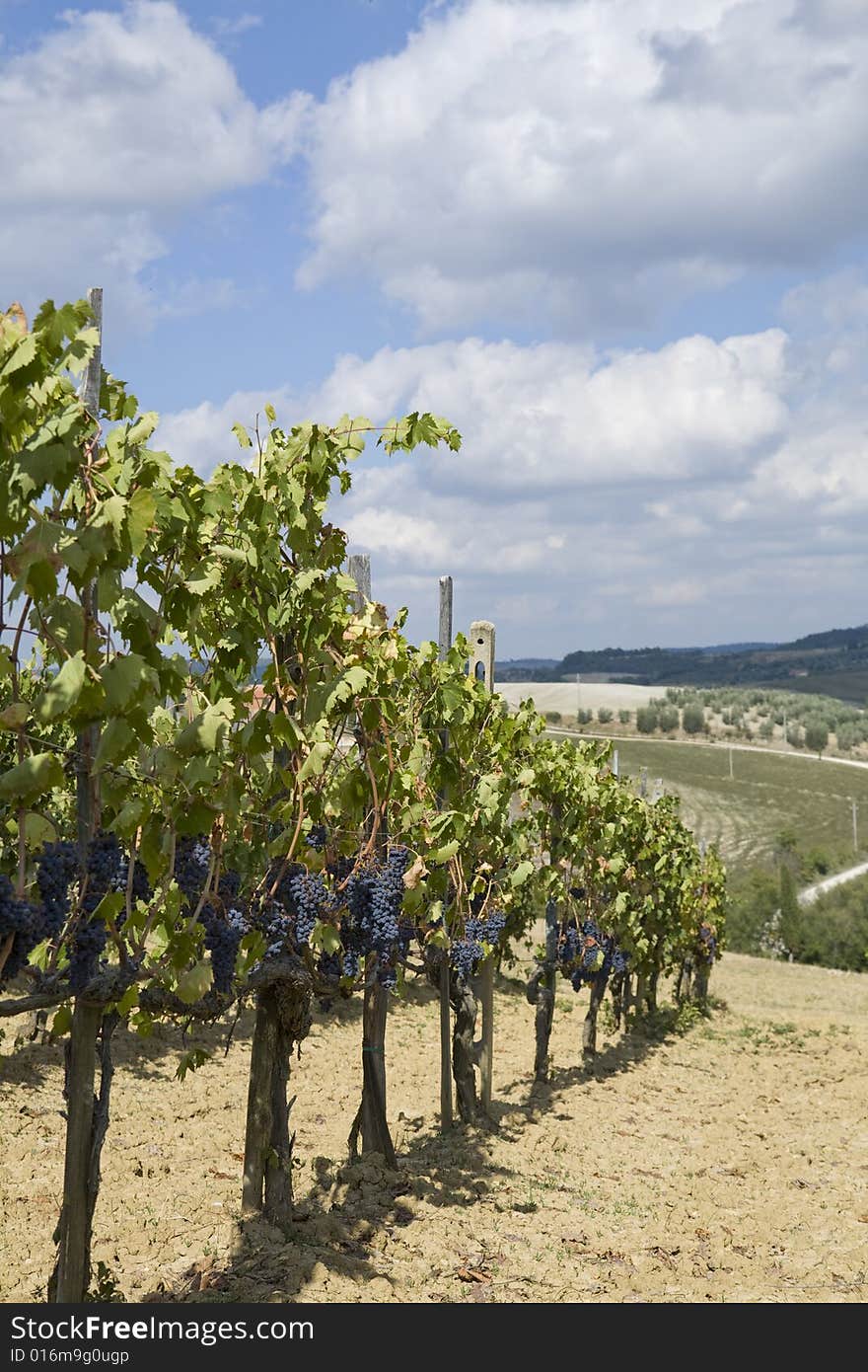 Beautiful vineyard in Tuscan Countryside, Italy. Beautiful vineyard in Tuscan Countryside, Italy