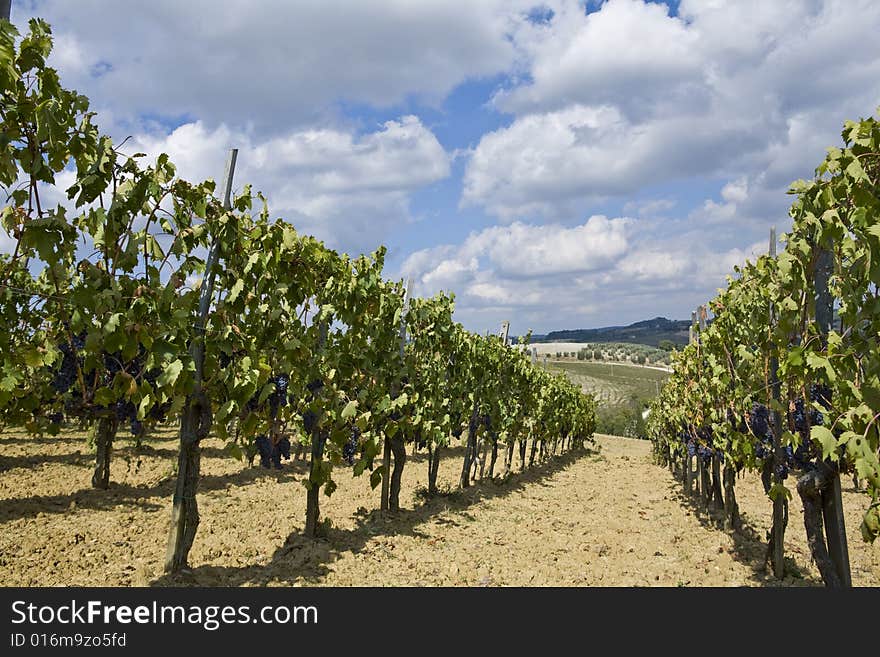 Beautiful vineyard in Tuscan Countryside, Italy. Beautiful vineyard in Tuscan Countryside, Italy