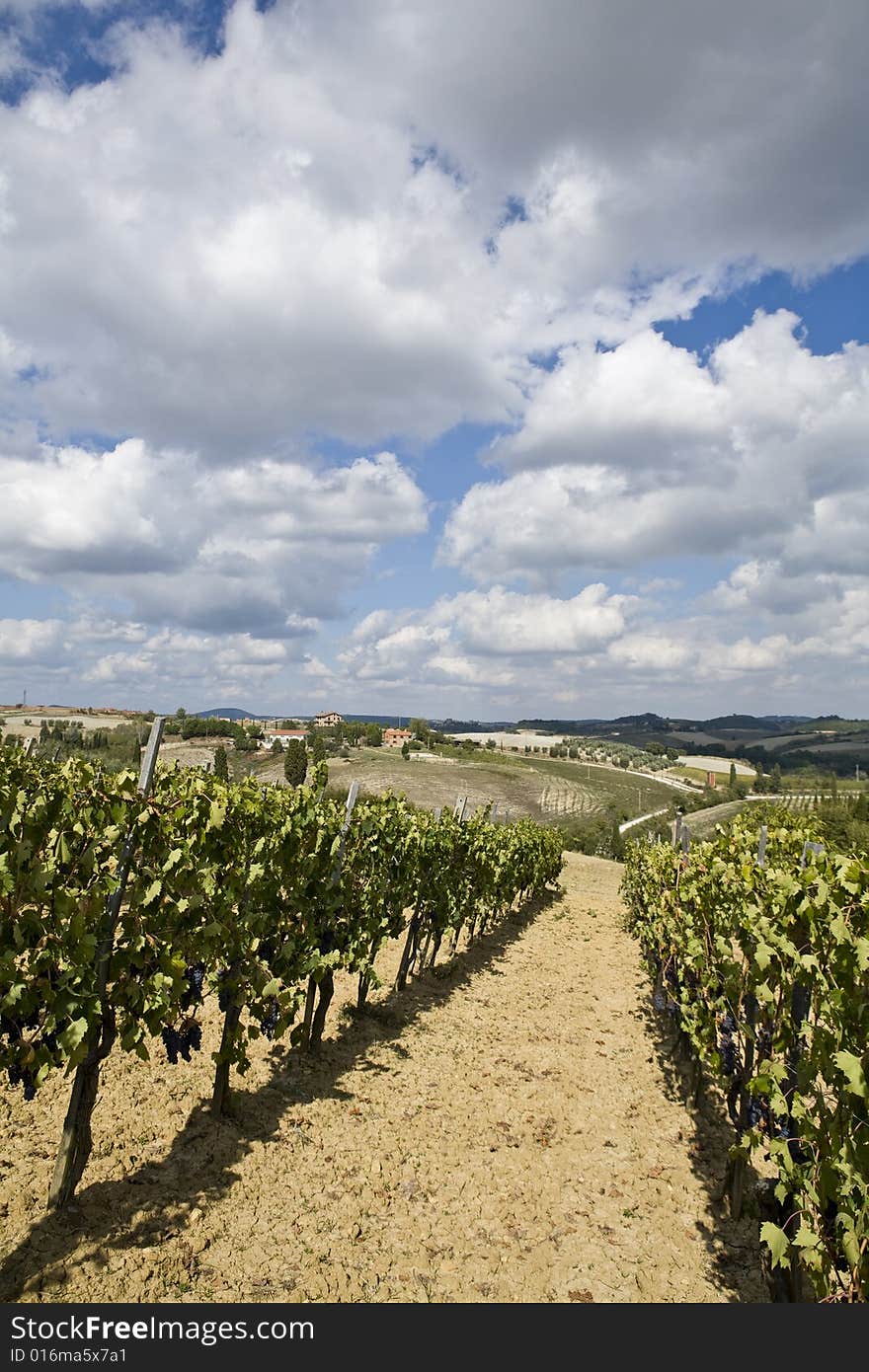 Beautiful vineyard in Tuscan Countryside, Italy. Beautiful vineyard in Tuscan Countryside, Italy