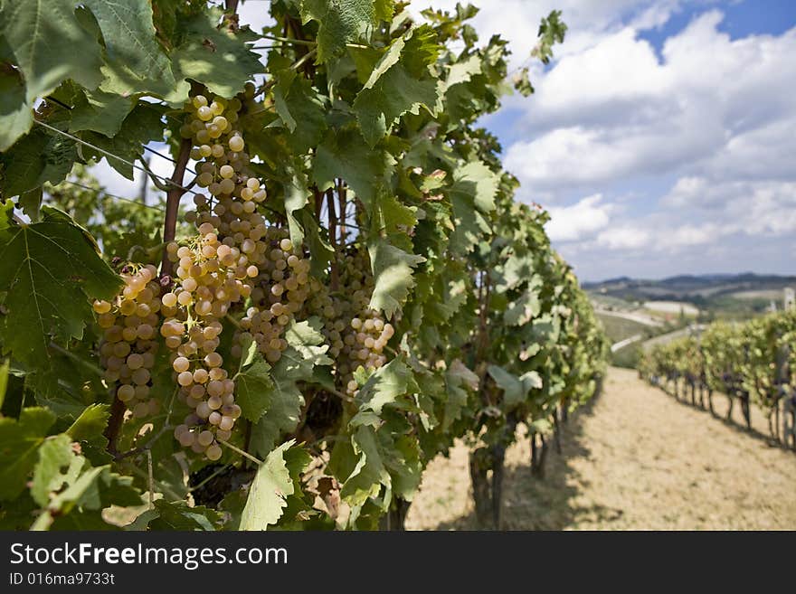 Vineyards of grapes under the tuscan  sun. Vineyards of grapes under the tuscan  sun