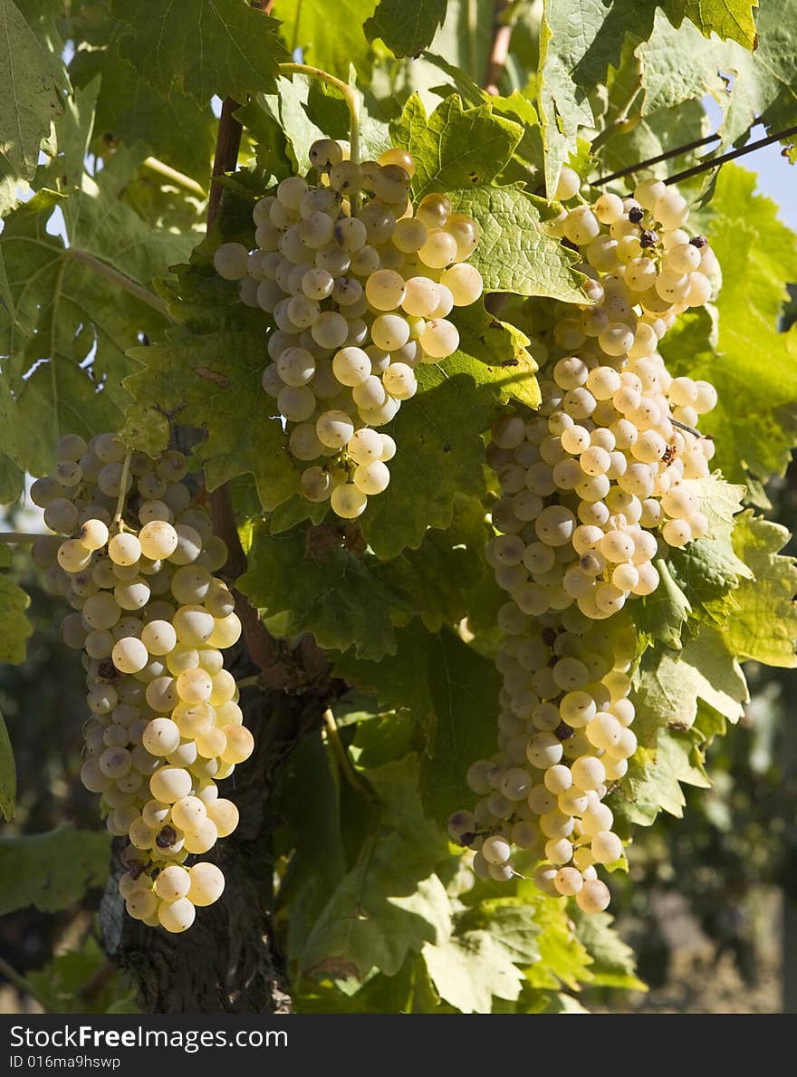 Close-up of green grapes on grapevine in vineyard. Close-up of green grapes on grapevine in vineyard