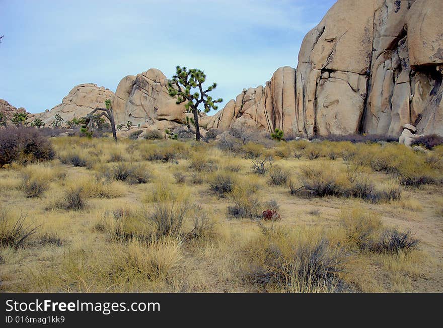 A desert view from Joshua Tree National Park with several Joshua trees.