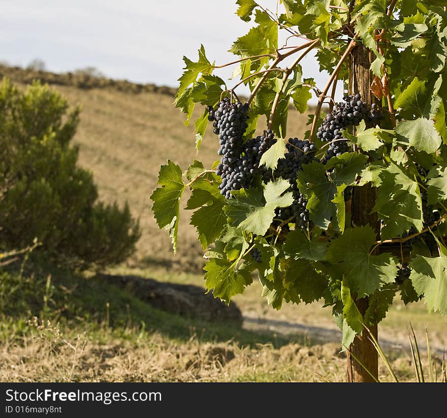 Merlot Grapes