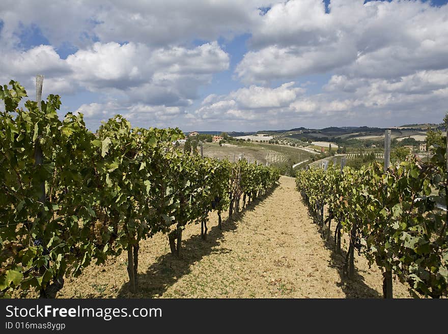 Beautiful vineyard in Tuscan Countryside, Italy. Beautiful vineyard in Tuscan Countryside, Italy