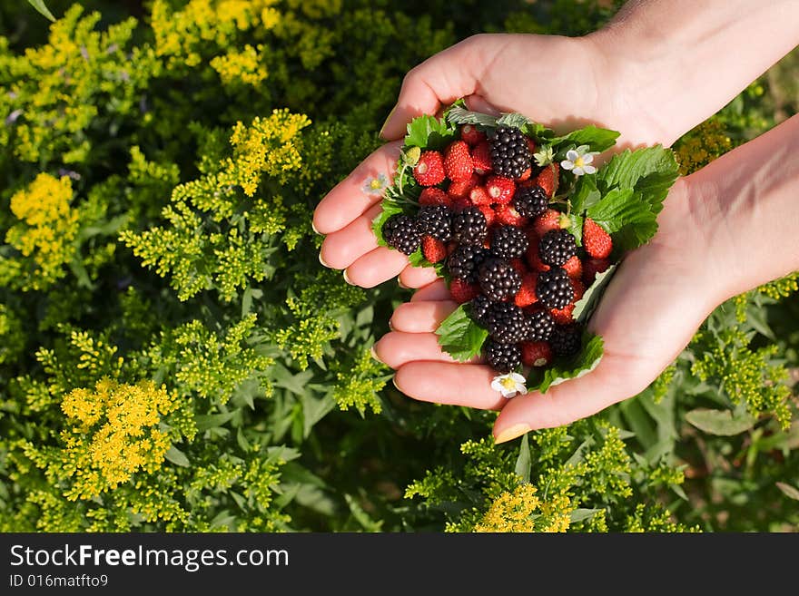 Wild strawberries and blackberries in hands