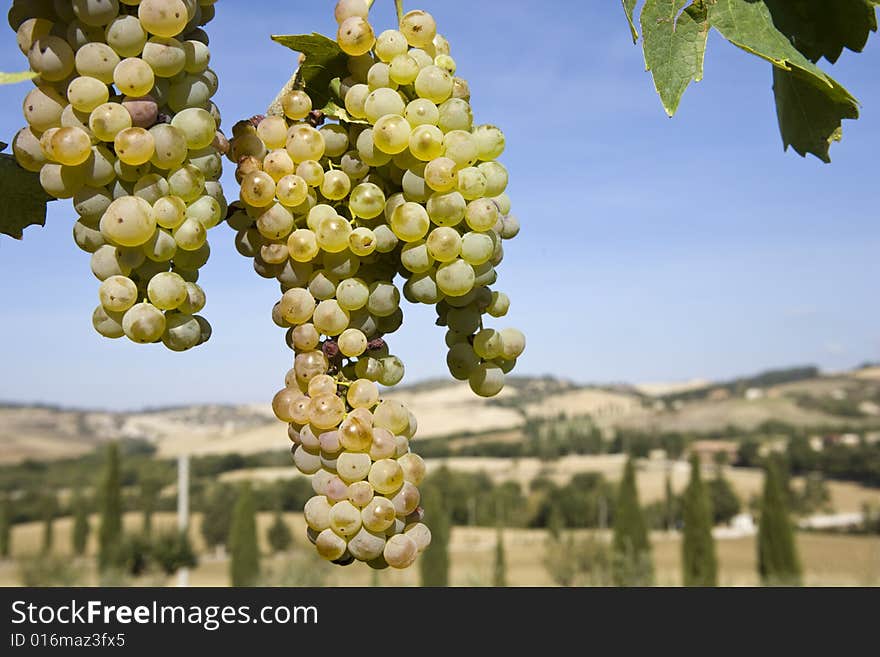 Close-up of green grapes on grapevine in vineyard