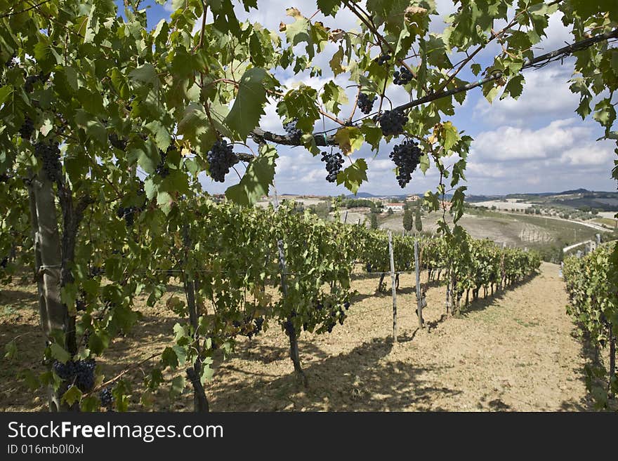 Vineyards of grapes under the tuscan sun. Vineyards of grapes under the tuscan sun